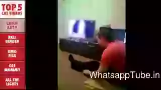 Top Amazing Cat Videos