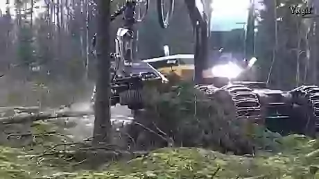 Trees 100 Years To Grow 10 Sec to Cut