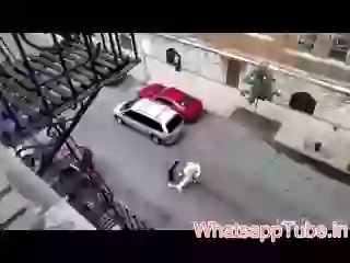 Two Dogs Makes Bites And Scared The Street