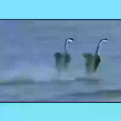 Unseen Birds Video
