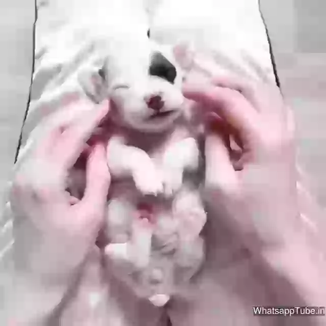 Very Cute Puppies Wow
