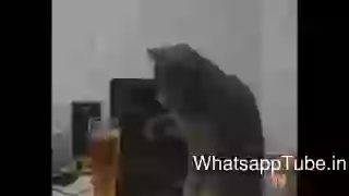 Very Funny Cat Videos