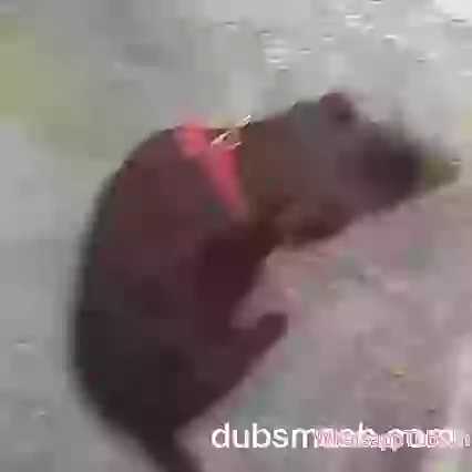 Very Funny Dubbed Must Watch Indian  It