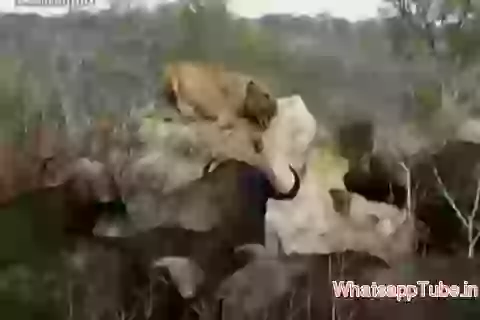Very Rare Lion Hunt