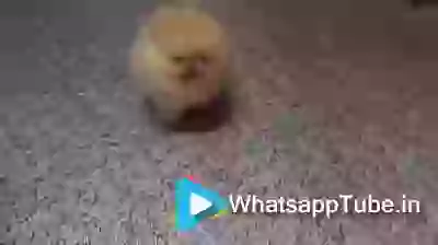 Watch Me I Am Cutest Puppy