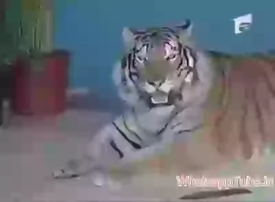 What When Tiger In Front Of You