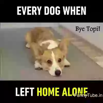 When dogs are left home alone funny