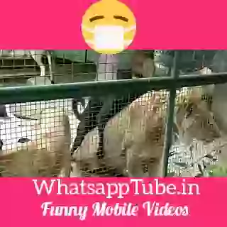 World Most Breve Dog Is Here