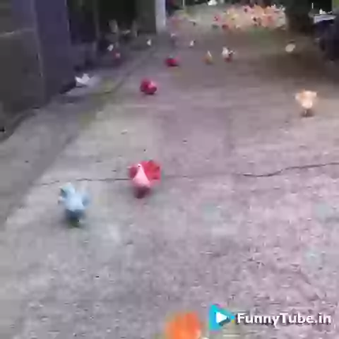 Wow Wonderful Colourful Pigeon Amazing Video