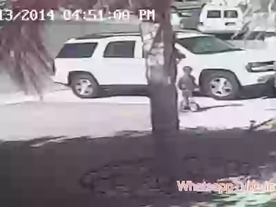 You Know Cats Are Also Loyal