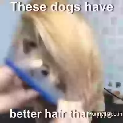 You Seen This New Dog Hair Styles
