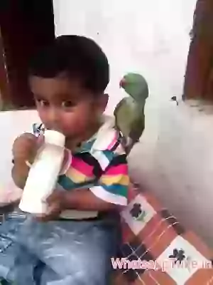 bird loves the baby