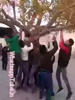 funny tree