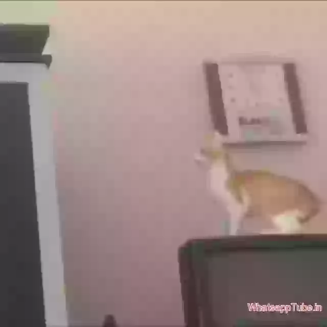 Funny Cat fail