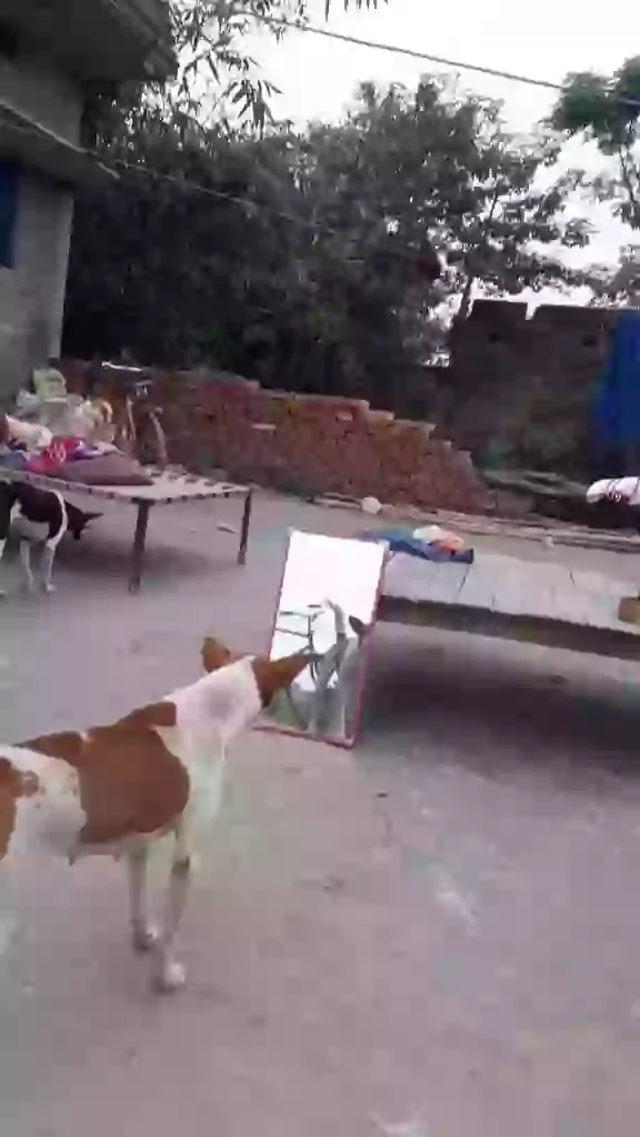 Dog Fighting with Himself For Food In Life