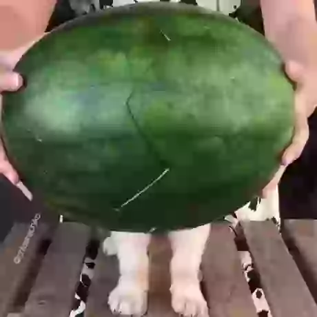 Surprise From Inside of Watermelon
