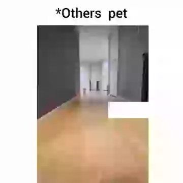 Other Pets Vs My Pets Funny Video