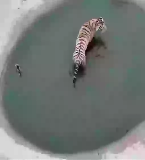 No Matter How Smaller You Are You Have Your Own Capabilities