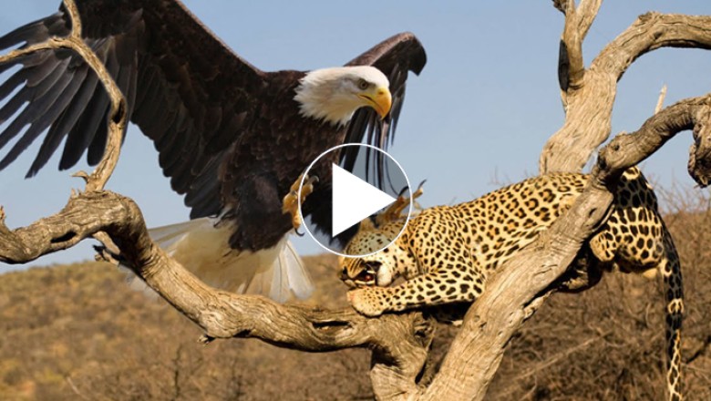 Leopard Risks Everything at a High Altitude to Raid an Eagle's Nest