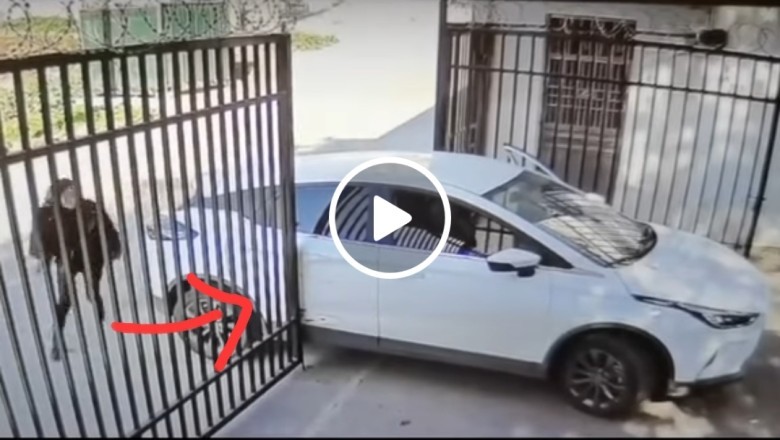 The More You Watch The More It Hurts Funny Driving Video