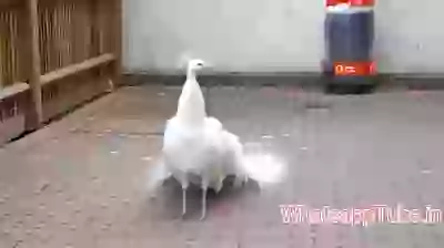 Beautiful peacock art