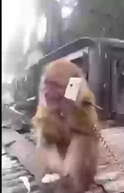 Bhai Teri Girlfriend Whatsapp Video With Funny Audio