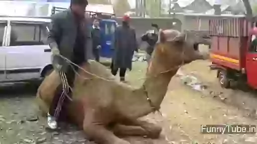 Camel riding funny fail gif