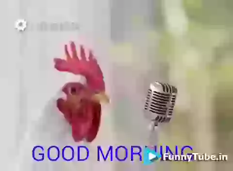 Chicken Singing Good Morning Wonderful