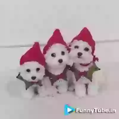 Merry Christmas Happy New Year Wish Video