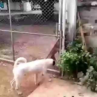 Do Anything For Love