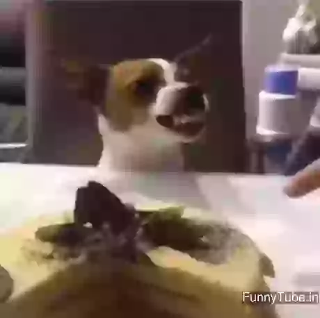 Do not touch my cake angry GIF
