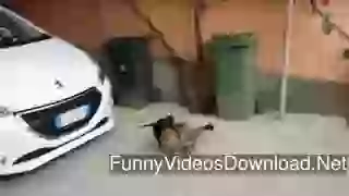 Dog And Cat Fight Funny