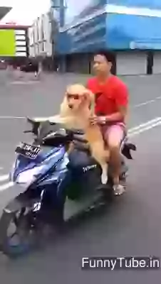 Dog is my driver too