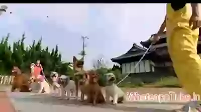 Dogs doing rope jump