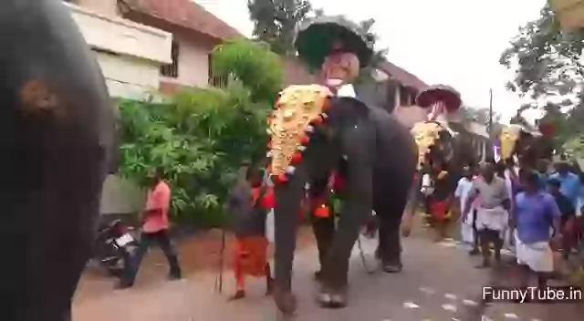 Elephant kick funny gif