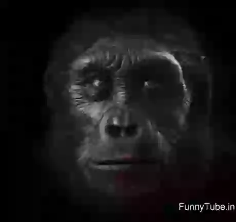 Evolution In Video Animation