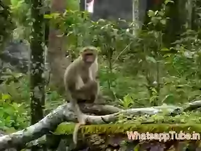 Funny Bandar Aur Bakri