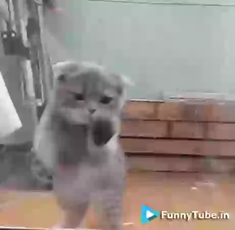 Funny Cat Dance GIF