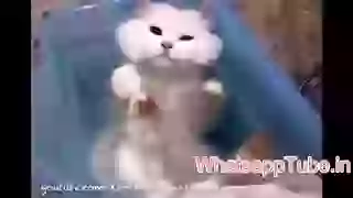 Funny Cats Love Water Compilation 2015