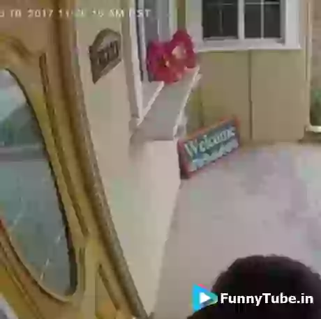 Funny Welcome By Dog GIF