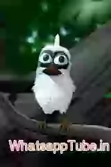 Funny bird singing
