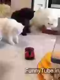 Funny cat gif