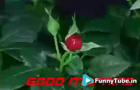 Good Morning Amazing GIF