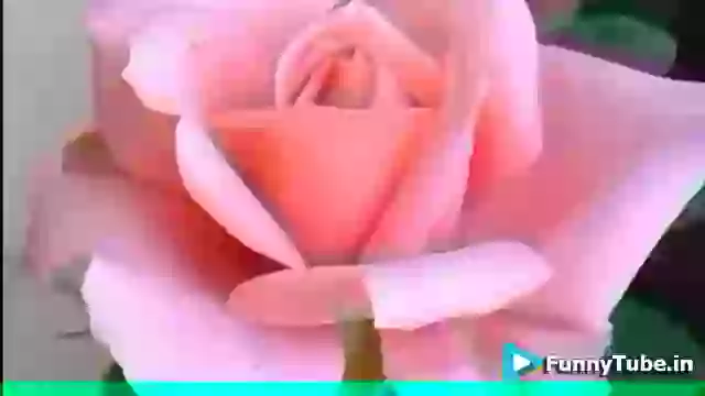 Good Morning Beautiful Morning Song