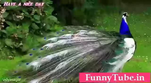 Good Morning Have A Wonderful Day