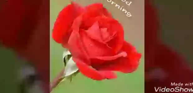 Good Morning Have Beautiful Day