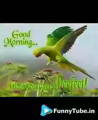 Good Morning Have Perfect Day