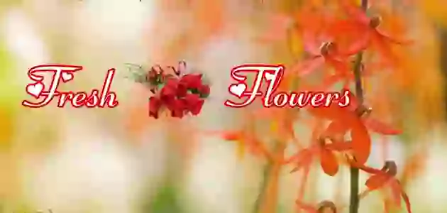 Good Morning Quotes And Images Whatsapp video Download