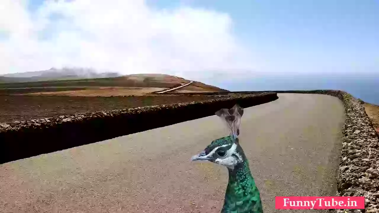 Good Morning Video With Love Quotes