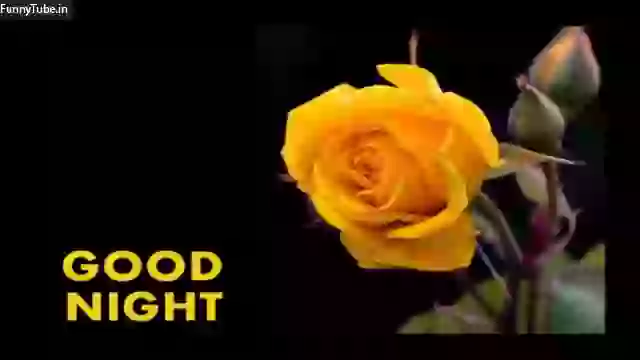 Good Night Best Wishes Whatsapp Video Download